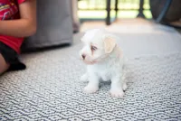 Lucy, a female Havanese for sale in Yankton, SD – 2 of 5
