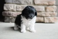 Bailey, a female Havanese for sale in Yankton, SD – 2 of 3