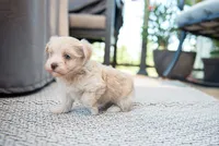 Aria, a female Havanese for sale in Yankton, SD – 2 of 3