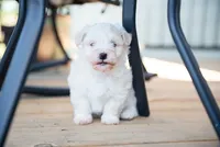 Jack, a male Havanese for sale in Yankton, SD – 5 of 6