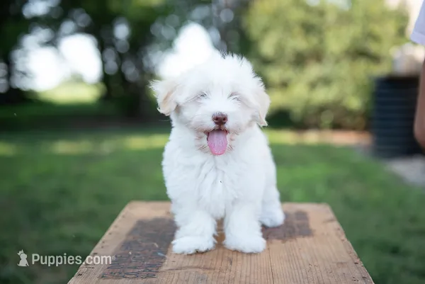 Lucy – Havanese puppy for sale in Yankton, SD