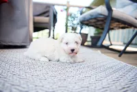 Jack, a male Havanese for sale in Yankton, SD – 2 of 6