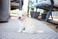 Jack, a male Havanese for sale in Yankton, SD – 4 of 6