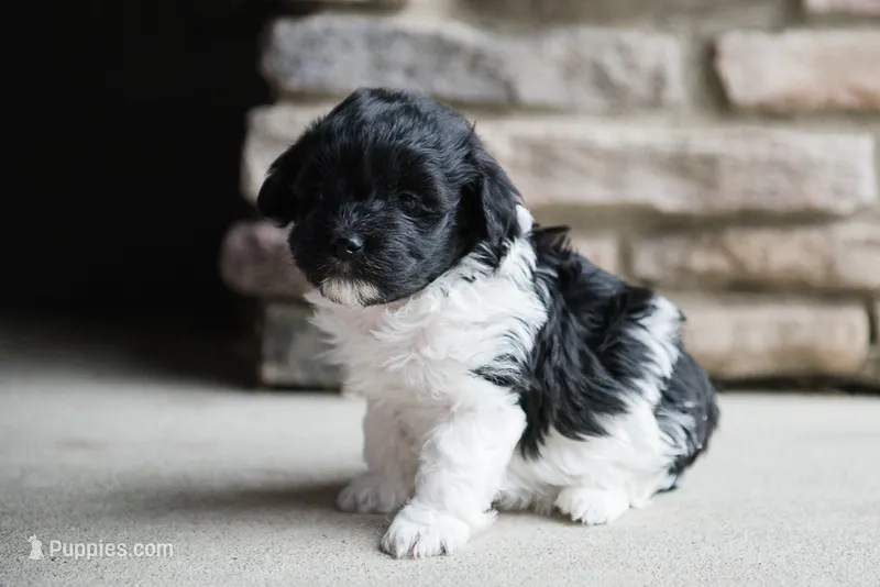 Bailey – Havanese puppy for sale in Yankton, SD