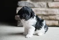 Bailey, a female Havanese for sale in Yankton, SD – 1 of 3