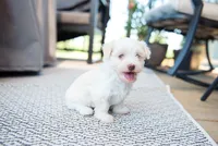 Lucy, a female Havanese for sale in Yankton, SD – 1 of 5