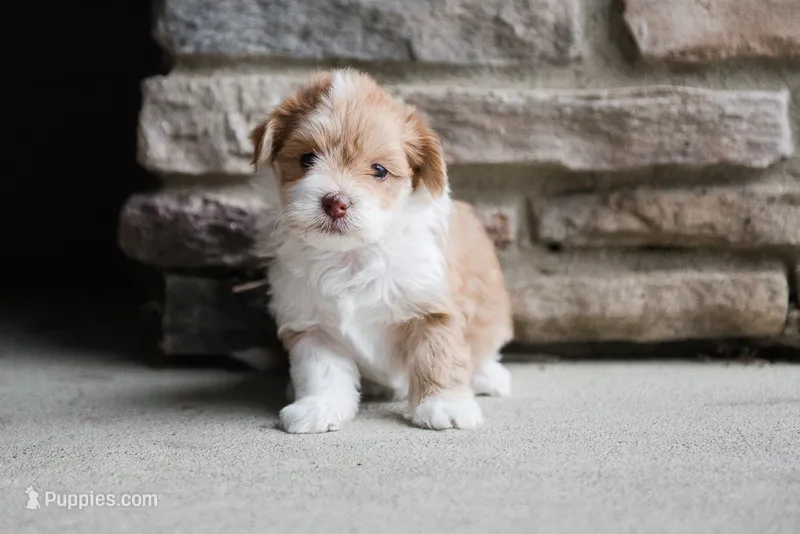 Molly – Havanese puppy for sale in Yankton, SD