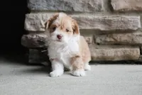 Molly, a female Havanese for sale in Yankton, SD – 1 of 4