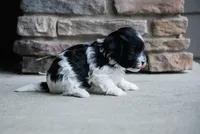 Charlie, a male Havanese for sale in Yankton, SD – 2 of 4
