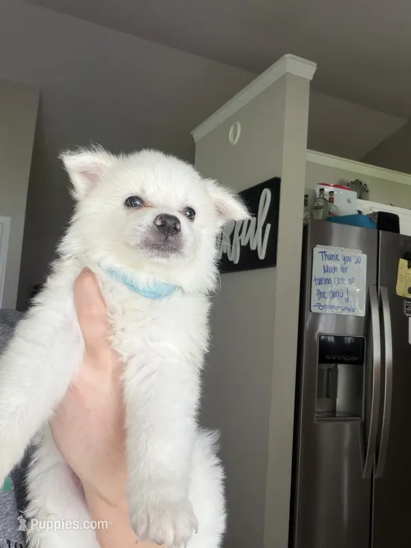 Andi – American Eskimo puppy for sale in Jacksonville, NC