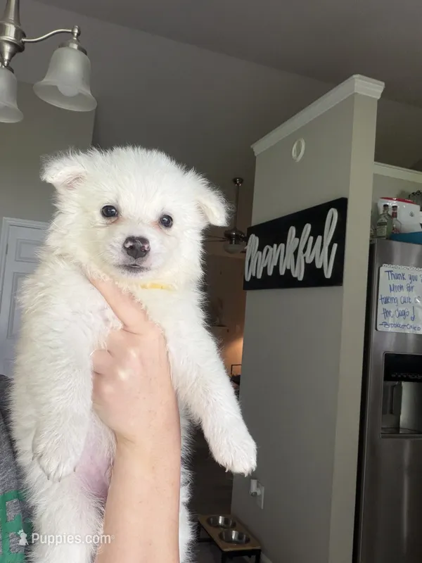 Todd – American Eskimo puppy for sale in Jacksonville, NC