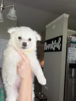 Todd, a male American Eskimo for sale in Jacksonville, NC – 1 of 1
