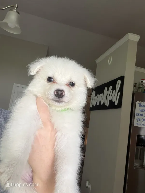 Tiny Tim – American Eskimo puppy for sale in Jacksonville, NC