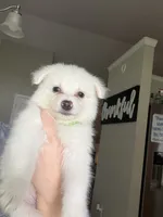 Tiny Tim, a male American Eskimo for sale in Jacksonville, NC – 1 of 1