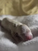 Boy #4, a male Goldendoodle and Huskydoodle for sale in Dushore, PA – Photo 2 of 3