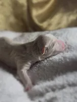 Boy #4, a male Goldendoodle and Huskydoodle for sale in Dushore, PA – Photo 3 of 3