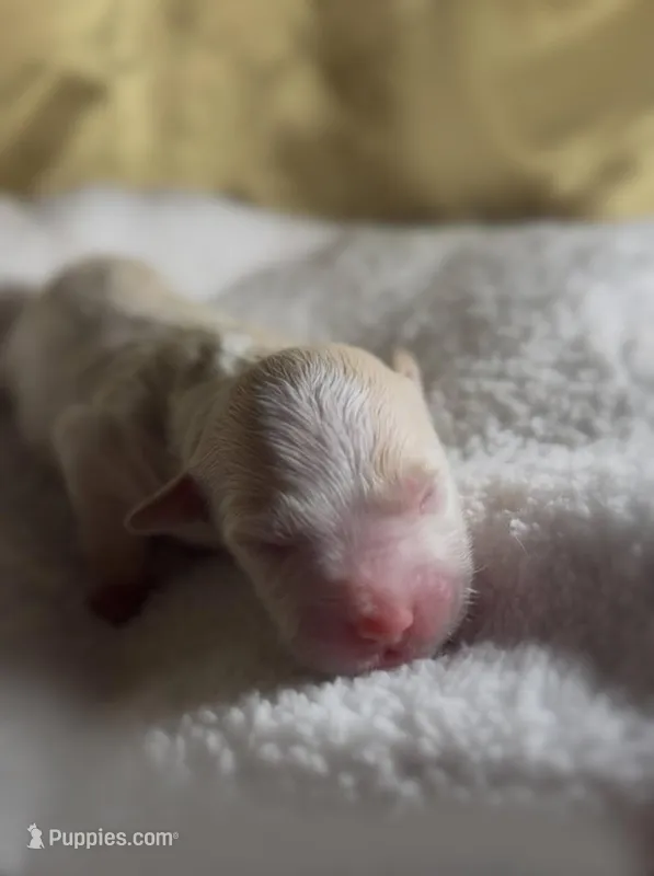 Boy #4 – Goldendoodle, Huskydoodle puppy for sale in Dushore, PA