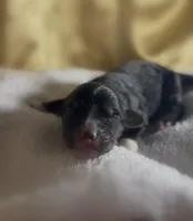 Girl #1, a female Goldendoodle and Huskydoodle for sale in Dushore, PA – Photo 2 of 3