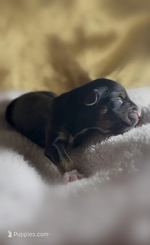 Girl #1 – Goldendoodle, Huskydoodle puppy for sale in Dushore, PA