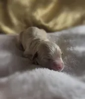 Boy #1, a male Goldendoodle and Huskydoodle for sale in Dushore, PA – Photo 3 of 3