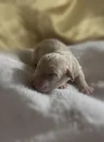 Boy #1, a male Goldendoodle and Huskydoodle for sale in Dushore, PA – Photo 2 of 3