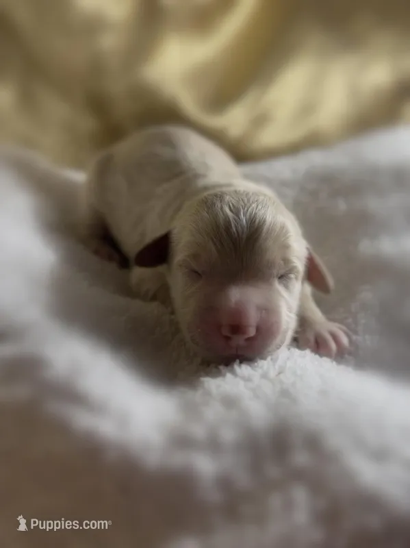 Boy #1 – Goldendoodle, Huskydoodle puppy for sale in Dushore, PA