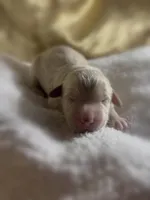 Boy #1, a male Goldendoodle and Huskydoodle for sale in Dushore, PA – Photo 1 of 3