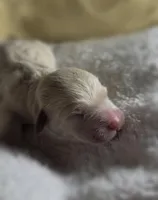 Girl #2, a male Goldendoodle and Huskydoodle for sale in Dushore, PA – Photo 2 of 3