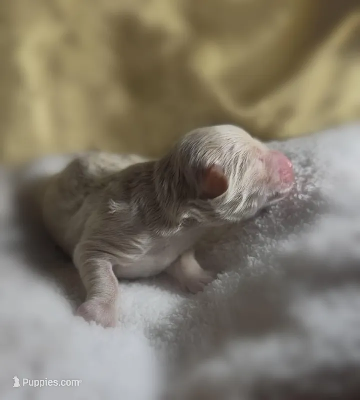 Girl #2 – Goldendoodle, Huskydoodle puppy for sale in Dushore, PA