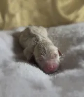 Girl #2, a male Goldendoodle and Huskydoodle for sale in Dushore, PA – Photo 3 of 3