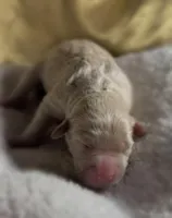 Girl #6, a male Goldendoodle and Huskydoodle for sale in Dushore, PA – Photo 2 of 3