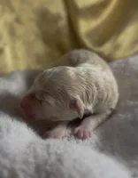 Girl #6, a male Goldendoodle and Huskydoodle for sale in Dushore, PA – Photo 3 of 3