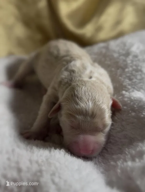 Girl #6 – Goldendoodle, Huskydoodle puppy for sale in Dushore, PA