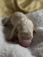 Girl #6, a male Goldendoodle and Huskydoodle for sale in Dushore, PA – Photo 1 of 3