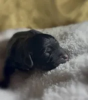 Girl #4, a male Goldendoodle and Huskydoodle for sale in Dushore, PA – Photo 2 of 3