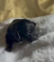 Girl #4, a male Goldendoodle and Huskydoodle for sale in Dushore, PA – Photo 3 of 3