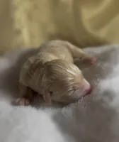 Boy #2, a male Goldendoodle and Huskydoodle for sale in Dushore, PA – Photo 3 of 3