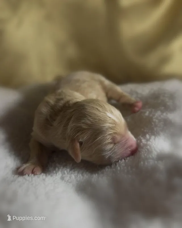 Boy #2 – Goldendoodle, Huskydoodle puppy for sale in Dushore, PA