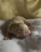 Boy #2, a male Goldendoodle and Huskydoodle for sale in Dushore, PA – Photo 1 of 3