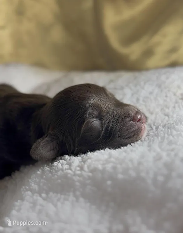 Girl #3 – Goldendoodle, Huskydoodle puppy for sale in Dushore, PA