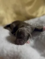 Girl #3, a male Goldendoodle and Huskydoodle for sale in Dushore, PA – Photo 3 of 3