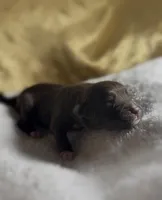 Girl #3, a male Goldendoodle and Huskydoodle for sale in Dushore, PA – Photo 2 of 3