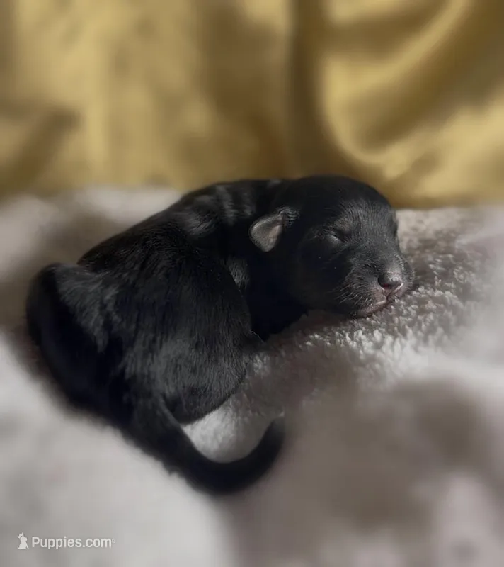 Boy #3 – Goldendoodle, Huskydoodle puppy for sale in Dushore, PA