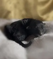 Boy #3, a male Goldendoodle and Huskydoodle for sale in Dushore, PA – Photo 3 of 3