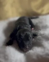 Boy #3, a male Goldendoodle and Huskydoodle for sale in Dushore, PA – Photo 2 of 3