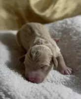 Girl #5, a male Goldendoodle and Huskydoodle for sale in Dushore, PA – Photo 2 of 3