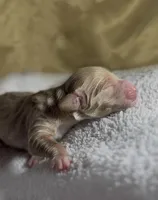 Girl #5, a male Goldendoodle and Huskydoodle for sale in Dushore, PA – Photo 3 of 3