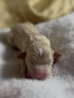 Girl #5, a male Goldendoodle and Huskydoodle for sale in Dushore, PA – Photo 1 of 3