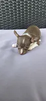 Cocoa, a female Chihuahua for sale in Miami Gardens, FL – 8 of 8