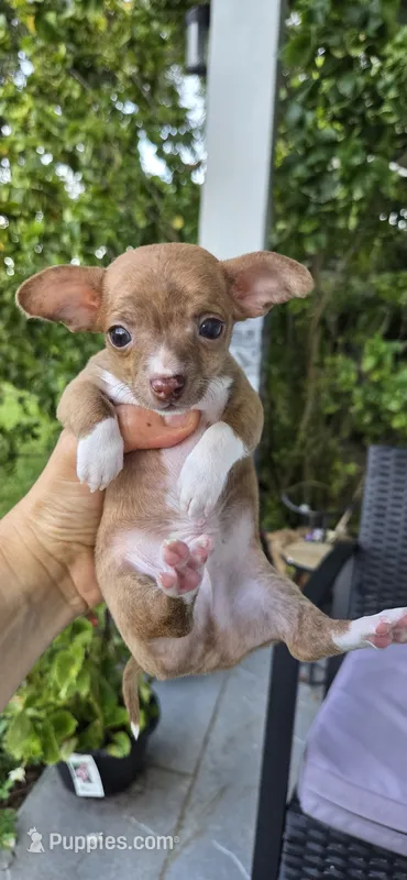 Ginger – Chihuahua puppy for sale in Miami Gardens, FL